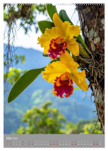 Produktbild: K&ouml;nigin Cattleya (hochwertiger Premium Wandkalender 2027 DIN A2 hoch), Kunstdruck in Hochglanz