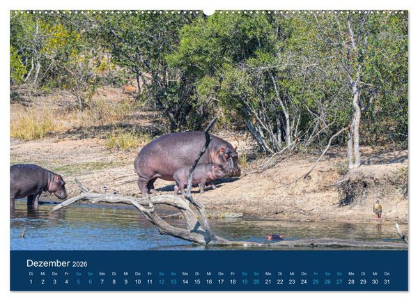 Produktbild: Nilpferde, Kolosse in Afrika (Wandkalender 2026 DIN A2 quer), CALVENDO Monatskalender