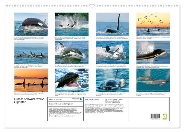 Produktbild: Orcas: Schwarz-wei&szlig;e Giganten (Wandkalender 2026 DIN A2 quer), CALVENDO Monatskalender