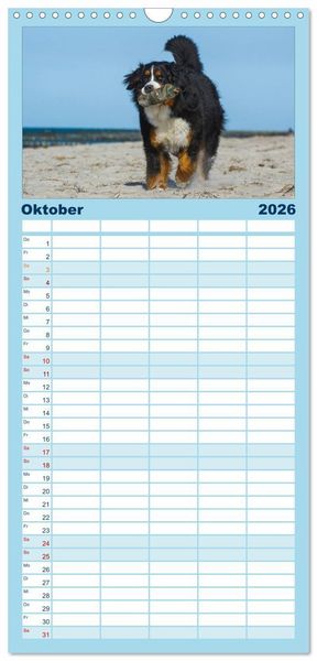 Produktbild: Familienplaner 2026 - Berner Sennenhund 2026 mit 5 Spalten (Wandkalender, 21 x 45 cm) CALVENDO