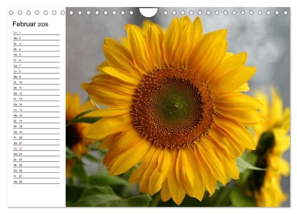 Produktbild: Sonnenblumen Impressionen (Wandkalender 2026 DIN A4 quer), CALVENDO Monatskalender