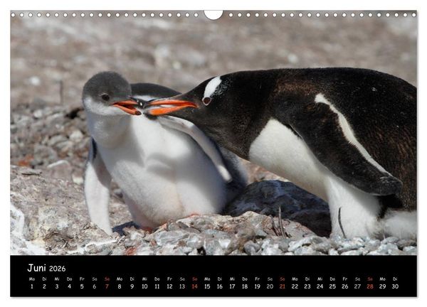 Produktbild: Pinguine aus aller Welt (Wandkalender 2026 DIN A3 quer), CALVENDO Monatskalender