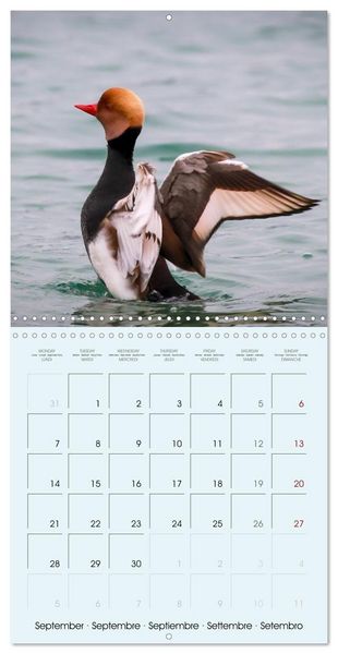 Produktbild: Les oiseaux du lac L&eacute;man (Calendrier mural carr&eacute; 2026 30x30 cm) Calendrier double avec une page pour vos prises de notes