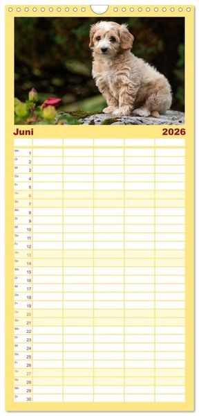 Produktbild: Familienplaner 2026 - Maltipoo Welpen mit 5 Spalten (Wandkalender, 21 x 45 cm) CALVENDO