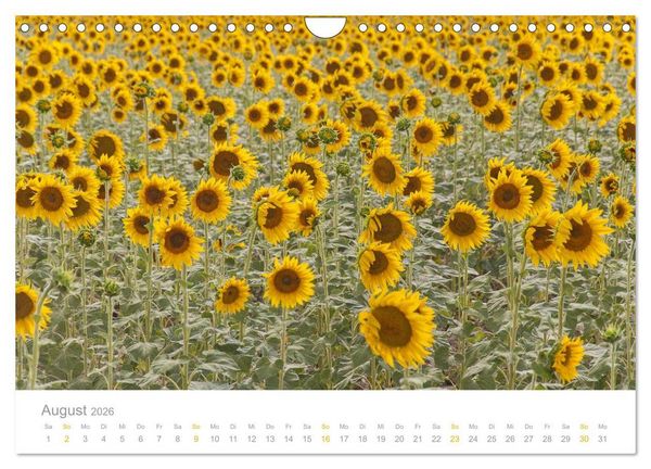 Produktbild: Provence: Malerisches S&uuml;dfrankreich (Wandkalender 2026 DIN A4 quer), CALVENDO Monatskalender