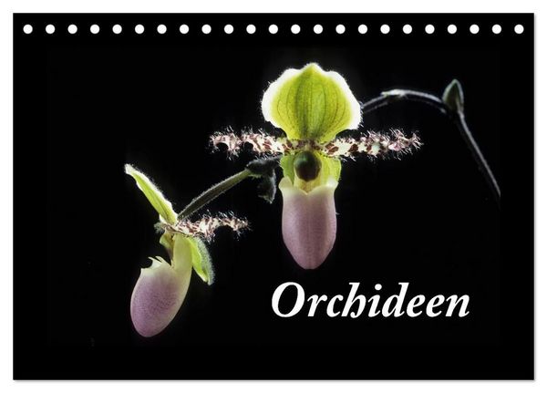 Produktbild: Orchideen 2026 (Tischkalender 2026 DIN A5 quer), CALVENDO Monatskalender