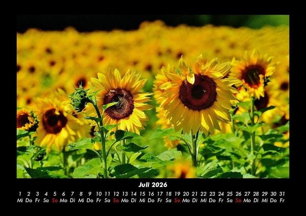 Produktbild: Blumenzauber 2026 Fotokalender DIN A3