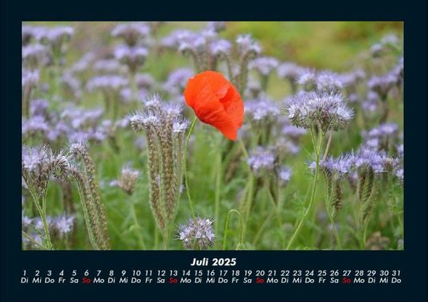 Produktbild: Blumentr&auml;ume 2025 Fotokalender DIN A4