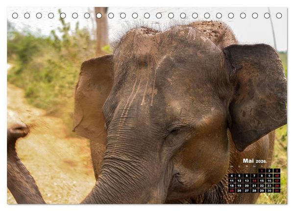 Produktbild: Bedrohte Riesen - Elefanten in Sri Lanka (Tischkalender 2026 DIN A5 quer), CALVENDO Monatskalender