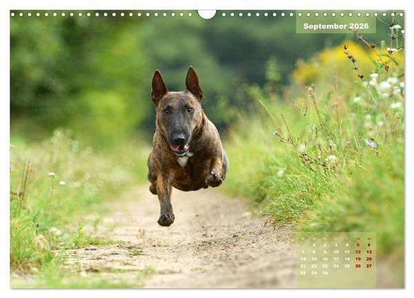 Produktbild: Bullterrier 2026 Frech und fr&ouml;hlich durch das Jahr (Wandkalender 2026 DIN A3 quer), CALVENDO Monatskalender