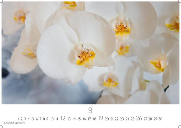Produktbild: Flower Fantasy Kalender 2027 &ndash; Wandkalender | Fotokalender Naturkalender | Blumenkalender | 24x35cm - Wundersch&ouml;ne Blumenfotos in bestechender &Auml;sthetik