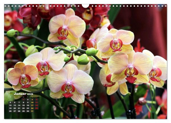 Produktbild: Pr&auml;chtige Orchideen (Wandkalender 2026 DIN A3 quer), CALVENDO Monatskalender