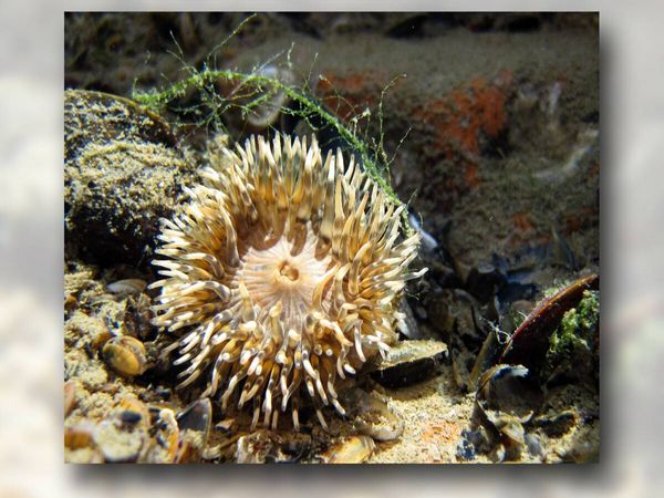 Produktbild: CALVENDO Puzzle Seeanemone mit Miesmuschel und Alge | 1000 Teile Lege-Gr&ouml;&szlig;e 64x48cm Foto-Puzzle f&uuml;r gl&uuml;ckliche Stunden