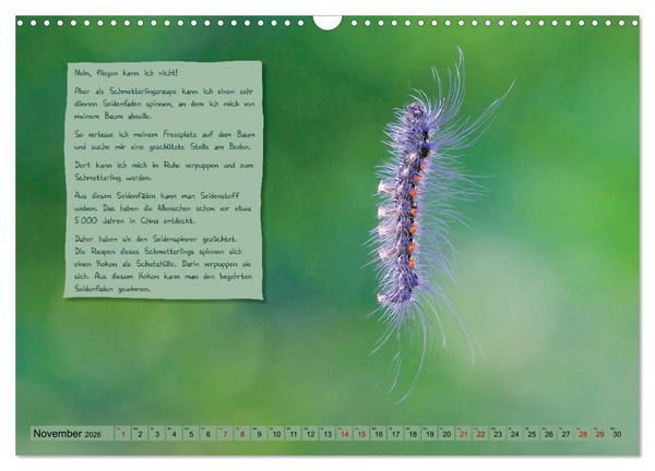 Produktbild: GEOclick Lernkalender: Steckbriefe einheimischer Schmetterlinge (Wandkalender 2026 DIN A3 quer), CALVENDO Monatskalender