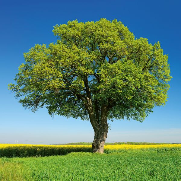 Produktbild: Trees 2027