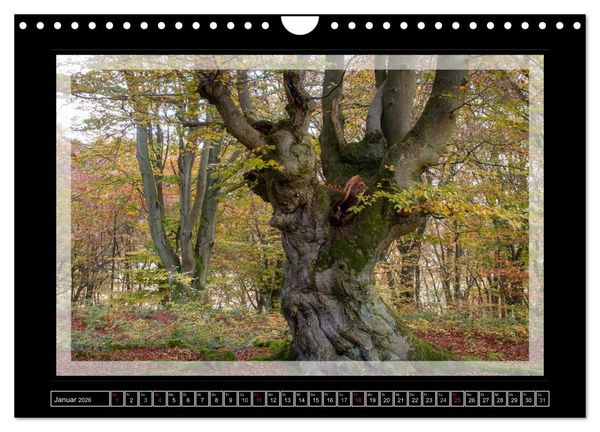 Produktbild: Zauberwald HALLOH (Wandkalender 2026 DIN A4 quer), CALVENDO Monatskalender