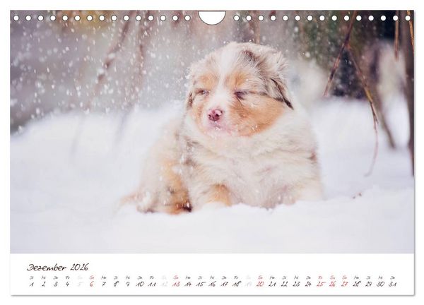 Produktbild: Wunderbare Australian Shepherds (Wandkalender 2026 DIN A4 quer), CALVENDO Monatskalender