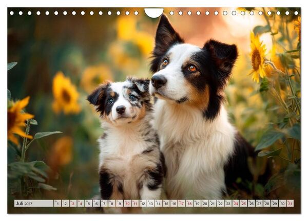 Produktbild: Border Collie - Magische Augenblicke (Wandkalender 2027 DIN A4 quer), CALVENDO Monatskalender