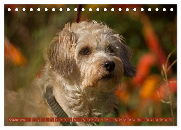 Produktbild: Faszination Hund (Tischkalender 2026 DIN A5 quer), CALVENDO Monatskalender