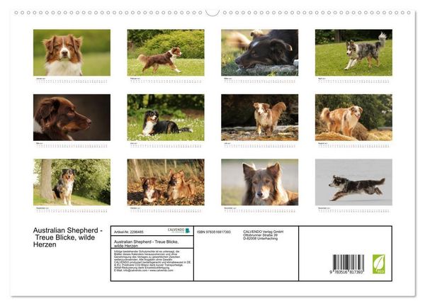 Produktbild: Australian Shepherd - Treue Blicke, wilde Herzen (hochwertiger Premium Wandkalender 2027 DIN A2 quer), Kunstdruck in Hochglanz