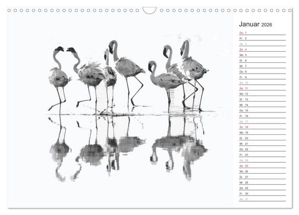 Produktbild: Flamingo Impressionen 2026 (Wandkalender 2026 DIN A3 quer), CALVENDO Monatskalender