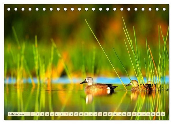 Produktbild: Enten. Beliebt, h&uuml;bsch und imposant (Tischkalender 2026 DIN A5 quer), CALVENDO Monatskalender
