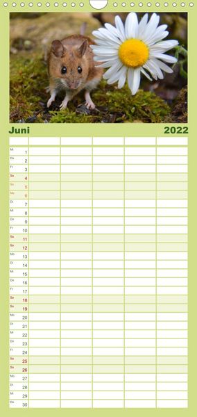 Produktbild: Familienplaner ... hier kommt die Maus ... (Wandkalender 2022 , 21 cm x 45 cm, hoch)