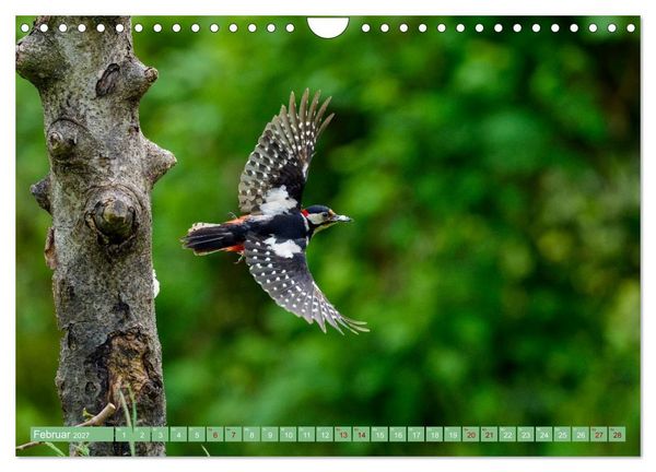 Produktbild: Buntspechte im Flug (Wandkalender 2027 DIN A4 quer), CALVENDO Monatskalender