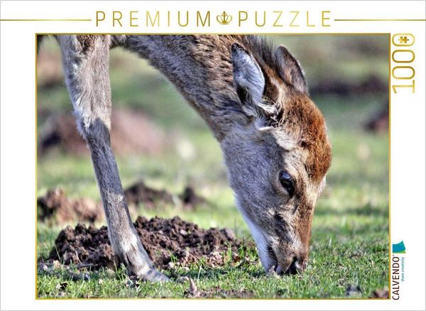 Produktbild: CALVENDO Puzzle Der Sikahirsch - Der kleine Asiat in unseren W&auml;ldern | 1000 Teile Lege-Gr&ouml;&szlig;e 64x48cm Foto-Puzzle f&uuml;r gl&uuml;ckliche Stunden