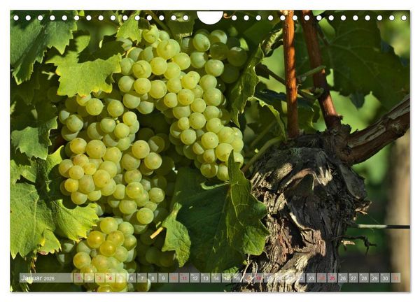 Produktbild: Wein- und Rebsorten aus Rheinland-Pfalz (Wandkalender 2026 DIN A4 quer), CALVENDO Monatskalender
