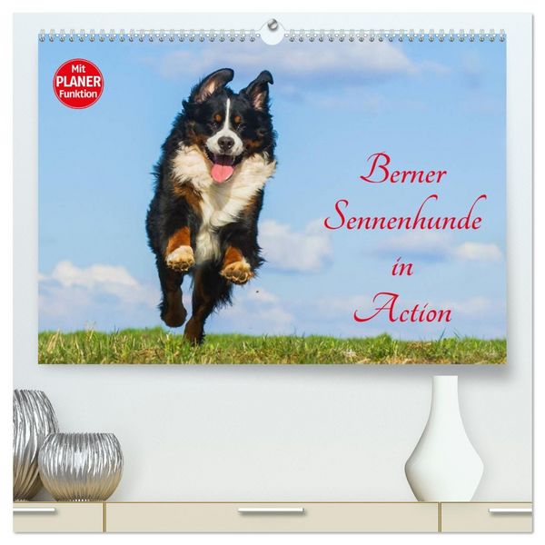 Produktbild: Berner Sennenhunde in Action (hochwertiger Premium Wandkalender 2026 DIN A2 quer), Kunstdruck in Hochglanz