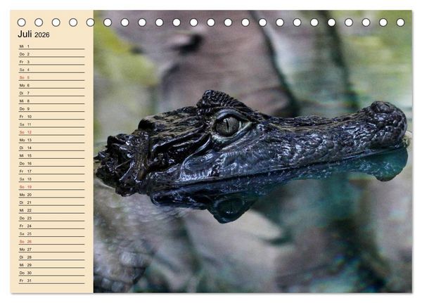 Produktbild: Reptilien. Schlangen, Echsen und Co. (Tischkalender 2026 DIN A5 quer), CALVENDO Monatskalender