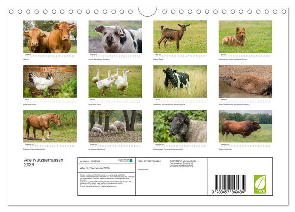 Produktbild: Alte Nutztierrassen 2026 (Wandkalender 2026 DIN A4 quer), CALVENDO Monatskalender
