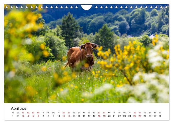 Produktbild: Westfeld-Ohlenbach im Wechsel der Jahreszeiten (Wandkalender 2026 DIN A4 quer), CALVENDO Monatskalender