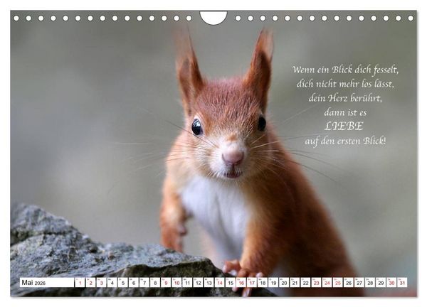 Produktbild: Tipps von Eichh&ouml;rnchen an Eichh&ouml;rnchenliebhaber (Wandkalender 2026 DIN A4 quer), CALVENDO Monatskalender