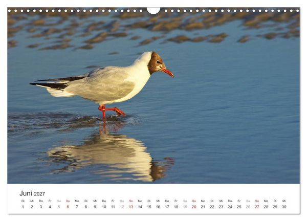 Produktbild: Eiderstedt Impressionen (Wandkalender 2027 DIN A3 quer), CALVENDO Monatskalender