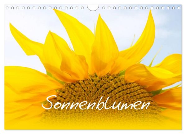 Produktbild: Sonnenblumen - die Blumen der Lebensfreude (Wandkalender 2026 DIN A4 quer), CALVENDO Monatskalender
