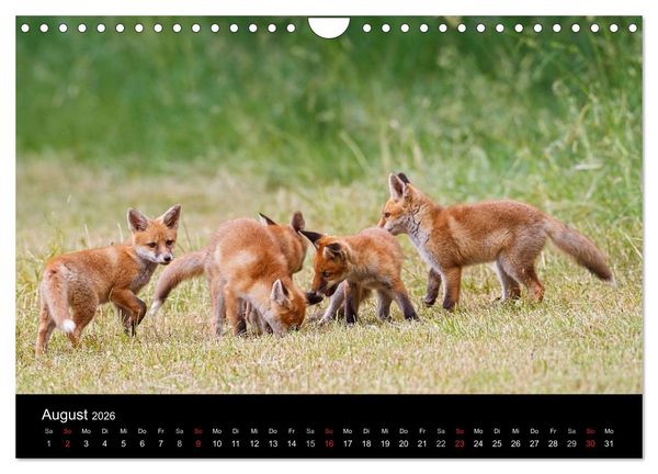 Produktbild: F&uuml;chse in freier Natur (Wandkalender 2026 DIN A4 quer), CALVENDO Monatskalender