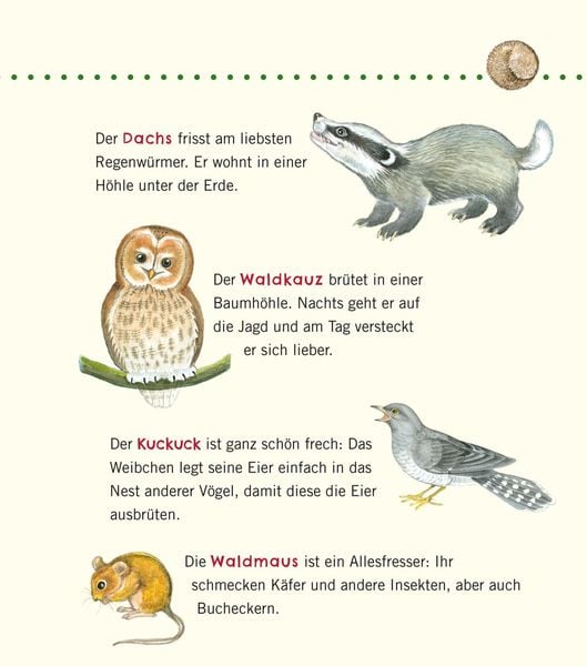 Produktbild: Unkaputtbar: Erstes Wissen: Im Wald