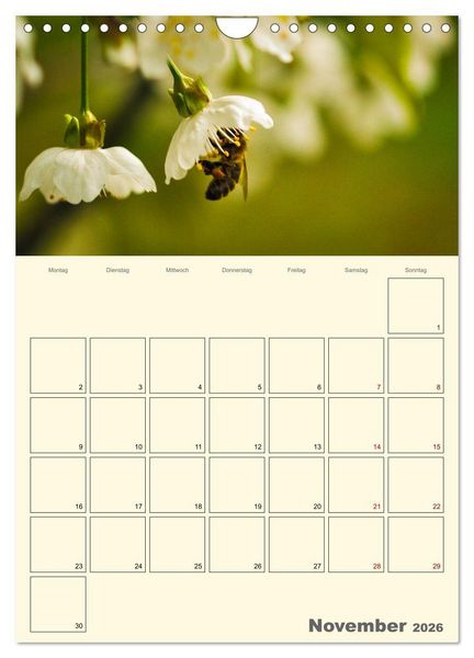 Produktbild: Bienen im Naturgarten (Wandkalender 2026 DIN A4 hoch), CALVENDO Monatskalender