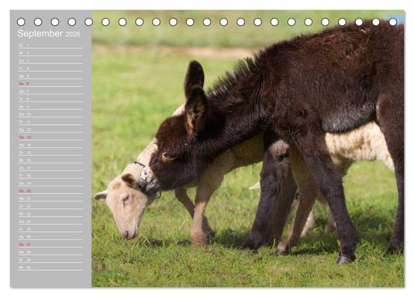 Produktbild: Kleiner Esel. Boldewyn mit seinen Freunden (Tischkalender 2026 DIN A5 quer), CALVENDO Monatskalender