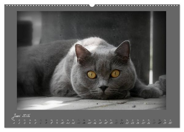 Produktbild: GRAUE ENGEL Britischkurzhaar-Katzen (hochwertiger Premium Wandkalender 2026 DIN A2 quer), Kunstdruck in Hochglanz
