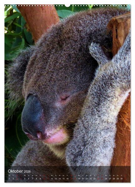 Produktbild: Koalas auf den Pelz ger&uuml;ckt (hochwertiger Premium Wandkalender 2026 DIN A2 hoch), Kunstdruck in Hochglanz