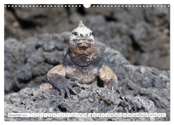 Produktbild: Galapagos. Verzauberte Inseln (Wandkalender 2026 DIN A3 quer), CALVENDO Monatskalender