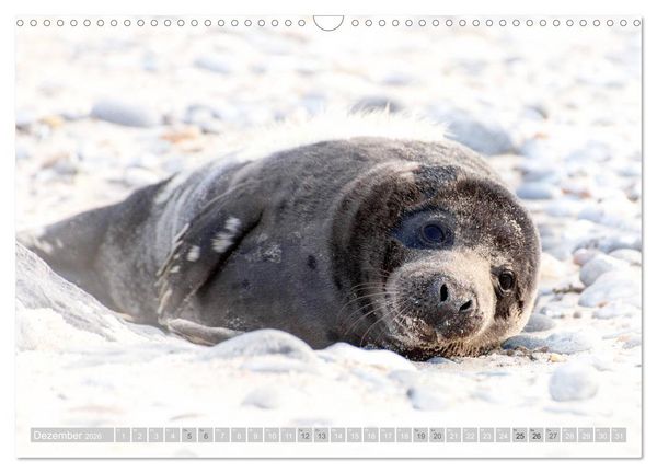 Produktbild: Kegelrobben - Die Kegelrobben von Helgoland (Wandkalender 2026 DIN A3 quer), CALVENDO Monatskalender