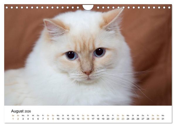Produktbild: Ragdolls (Wandkalender 2026 DIN A4 quer), CALVENDO Monatskalender