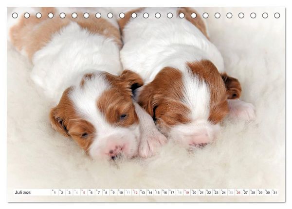 Produktbild: Irish Red and White Setter Welpen (Tischkalender 2026 DIN A5 quer), CALVENDO Monatskalender