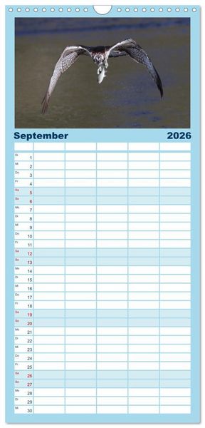 Produktbild: Familienplaner 2026 - Fischadler - Meister des Sturzfluges mit 5 Spalten (Wandkalender, 21 x 45 cm) CALVENDO