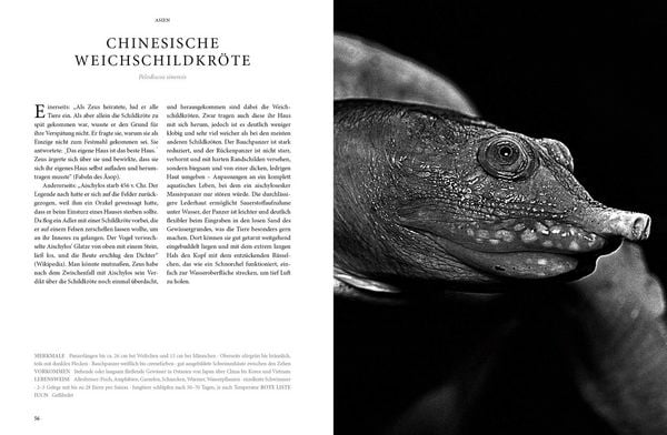 Produktbild: Reptilia