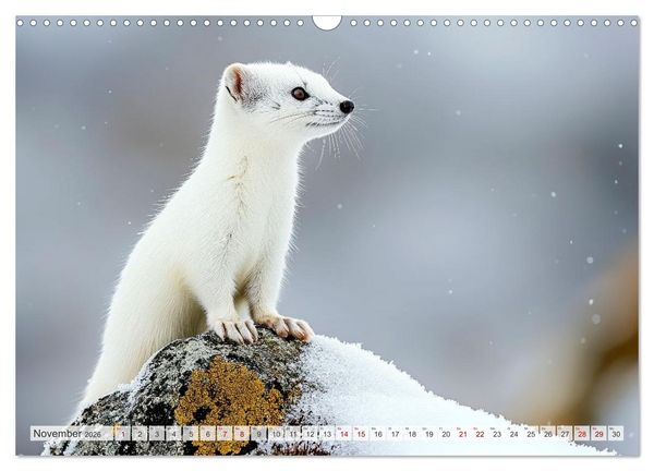 Produktbild: ARKTISCHE TIERE Im Reich der K&auml;lte (Wandkalender 2026 DIN A3 quer), CALVENDO Monatskalender